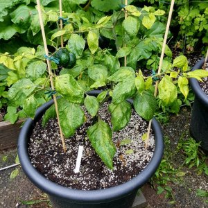 Rocoto Arequipa Giant