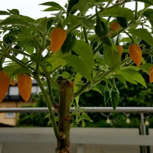 Limon