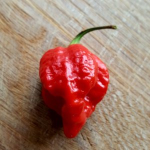 Rachenreibe