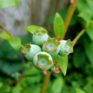 Heidelbeeren