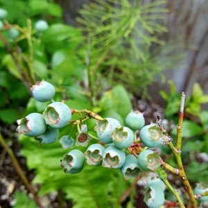 Heidelbeeren