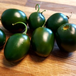 Rocoto Olive Mini