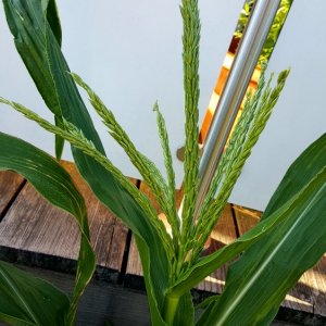 Maisblüte