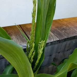 Maisblüte