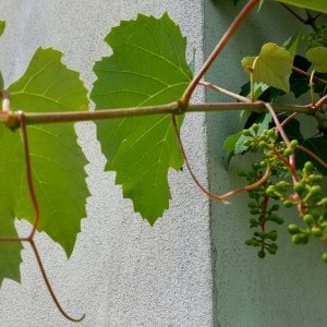 Trauben