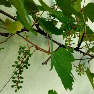 Trauben