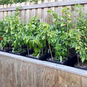 Chilihochbeet links