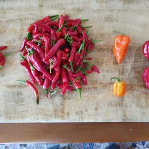 Chili Ernte 26.06.2022