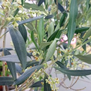 Olivenblüte
