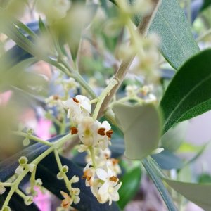 Olivenblüte