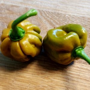 Trinidad Scorpion Moruga green
