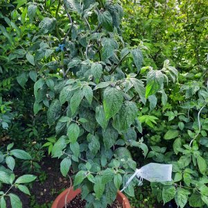 Arequipa Giant 110722a.jpg