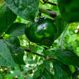 Arequipa Giant 110722b.jpg