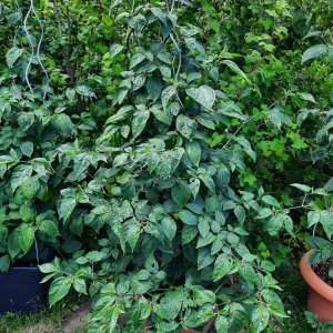 Rocoto R20 110722a.jpg