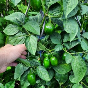 Rocoto R20 110722b.jpg