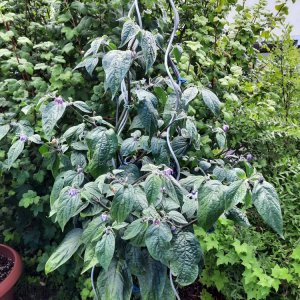 Gelbe Riesen 110722a.jpg