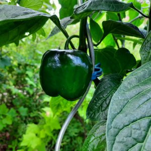 Gelbe Riesen 110722b.jpg