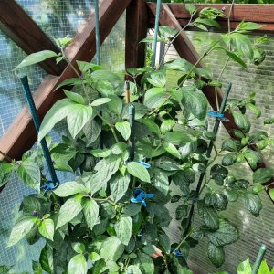 Rocoto R21 110722a.jpg