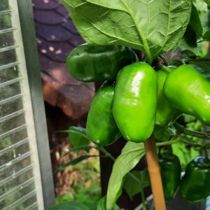 Rocoto Yellow II 110722b.jpg