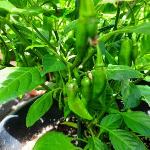 PI215734 110722b.jpg