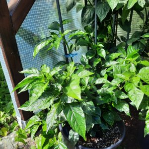 Piment Vegetarien 110722a.jpg