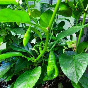 Piment Vegetarien 110722b.jpg