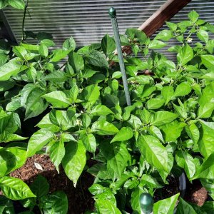 Habanero Red 110722a.jpg