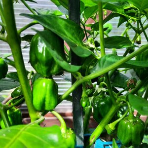 Habanero Red 110722b.jpg