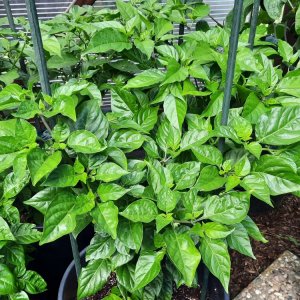 Habanero White Giant 110722a.jpg