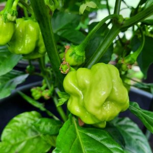 Habanero White Giant 110722b.jpg