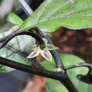 Mocho Blacki 090722a.jpg