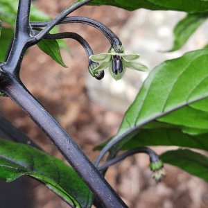 Mocho Blacki 090722b.jpg