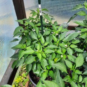 Grekisk Paprika 090722a.jpg