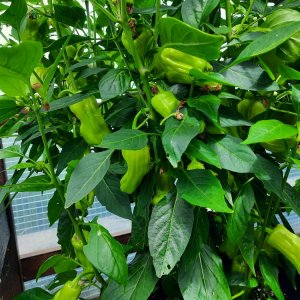 Grekisk Paprika 090722b.jpg