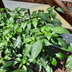 Corno di Toro giallo 090722a.jpg