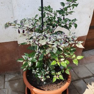 Trifetti/Variegata