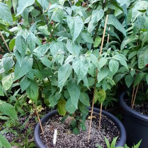 Rocoto Gelbe Riesen