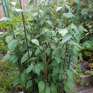 Rocoto De Seda