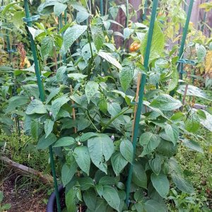 Rocoto Montufar