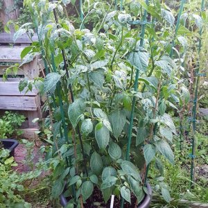 Rocoto Olive Mini