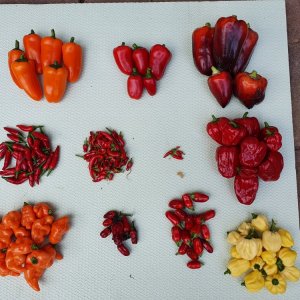 Chili Ernte 30.07.2022