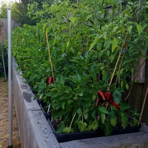 Chilihochbeet