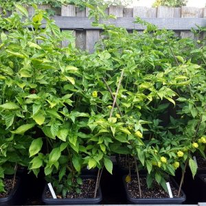Chilihochbeet