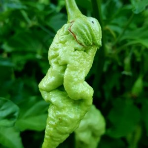7 Pot Bubblegum x Naga Apricot