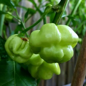 Trinidad Scorpion Moruga green