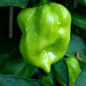 Red Savina