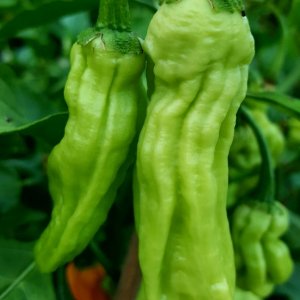 Habanero Hot Lemon