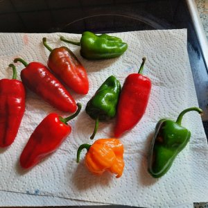 Padron und BGP