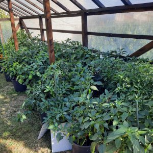 Chili Quartier 2 080822a.jpg