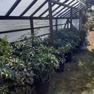 Chili Quartier 2 080822b.jpg